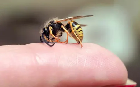 Trajik olay: Arı sokması 9 yaşındaki çocuğun ölümüne neden oldu