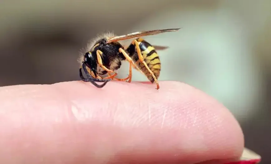 Trajik olay: Arı sokması 9 yaşındaki çocuğun ölümüne neden oldu